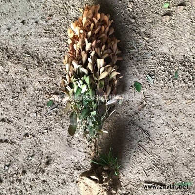 河南欒樹(shù)苗園林工程綠化8公分胸徑風(fēng)景樹(shù)苗防護(hù)樹(shù)常綠喬木苗批發(fā)