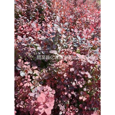一米兩米三米精品陜西雪松種植基地 三年生西安周至雪松特價直銷