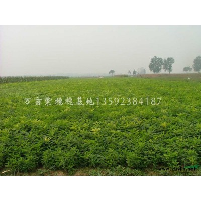 專供：欒樹 白蠟 柳樹 紫穗槐 刺槐 國槐 香花槐