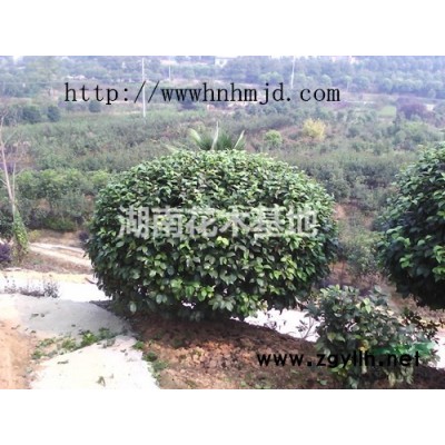 秋季特惠活動中-移栽欒樹苗木-湖南全冠欒樹批發直銷上宏景