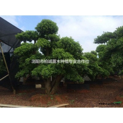 供應欒樹；長沙欒樹基地；移植欒樹，黃山欒樹，湖南欒樹價格