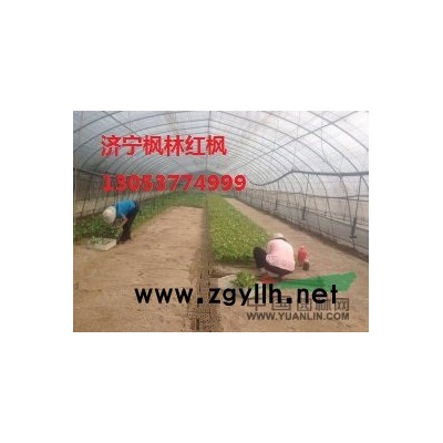 山東濟寧大量供應欒樹小苗