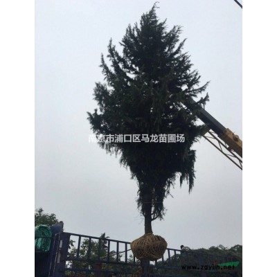 雪松小苗報價/江蘇雪松小苗報價