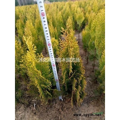 供應欒樹10公分/15公分欒樹 基地批發欒樹價格報價