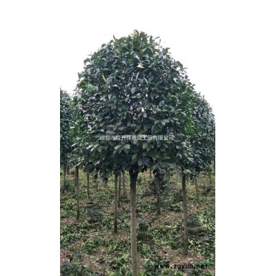 欒樹3-30公分