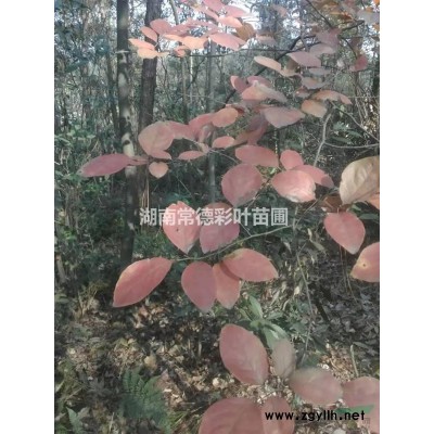 欒樹黃山欒樹