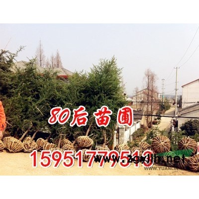 欒樹價格多少錢一株