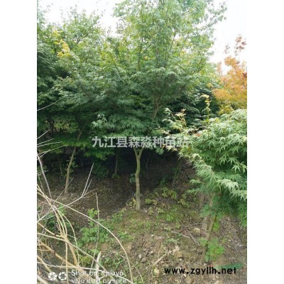 自采雪松種子 國產(chǎn)雪松種子 江西基地雪松種子供應(yīng)