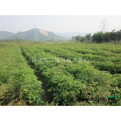 供應欒樹小苖