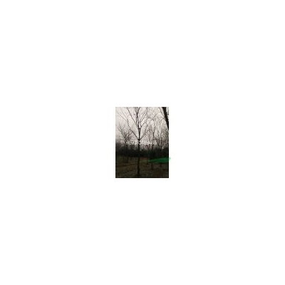 欒樹/湯泉欒樹價格/欒樹苗圃價格公道