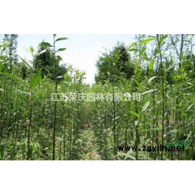 江蘇常年供應規格3公分~18公分黃山欒樹  黃山欒樹價格