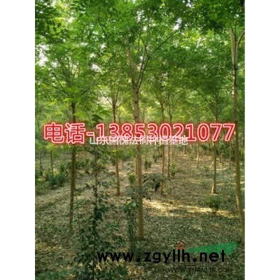 80公分國槐樹基地大型出售價格