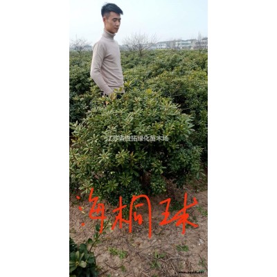 江蘇[產品]/江蘇桂花樹/香樟/樸樹/欒樹/紅楓/廣玉蘭價格/報價