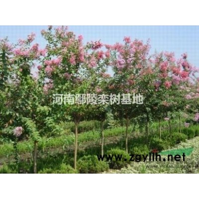 國槐樹價格分析