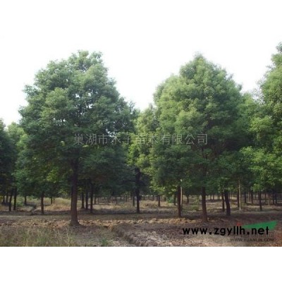 巢湖欒樹大量供應\欒樹圖片展示