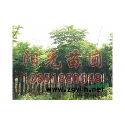 江蘇雪松報價