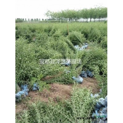 【欒樹】供應欒樹河北欒樹報價精品欒樹種植基地定州欒樹供應商