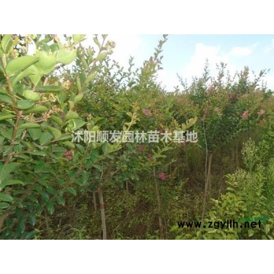 2018年江蘇欒樹行情報價-圖片展示-產(chǎn)地直銷-規(guī)格*