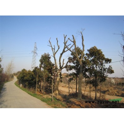 供應(yīng)欒樹