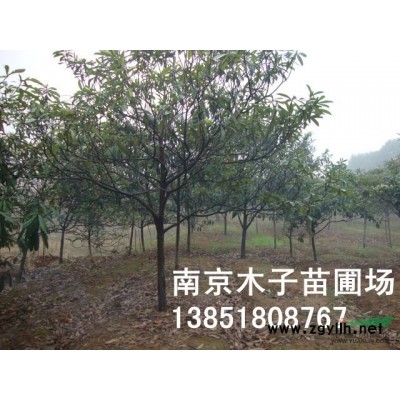 江蘇國槐1介紹