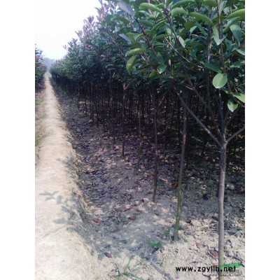 供應大量廣玉蘭龍柏楠樹桂花雪松等各種綠化用苗