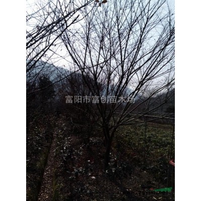 浙江欒樹3*新報價/欒樹3圖片