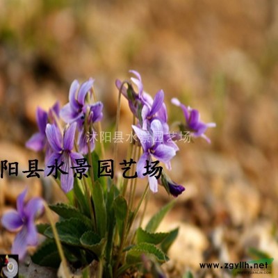 國槐