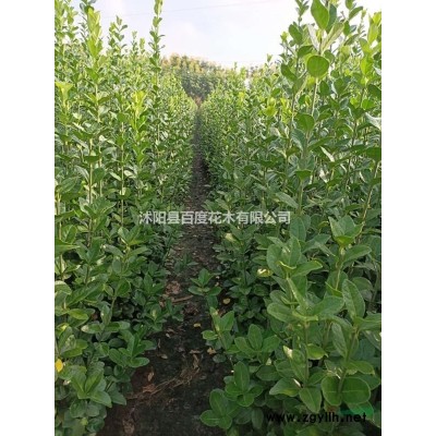 售銀杏 大葉女貞  櫸樹 欒樹  黃楊 紅瑞木 金葉女貞