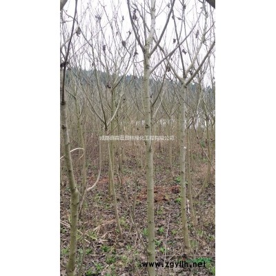 叢生欒樹基地 叢生欒樹工程苗 欒樹種植基地 欒樹基地