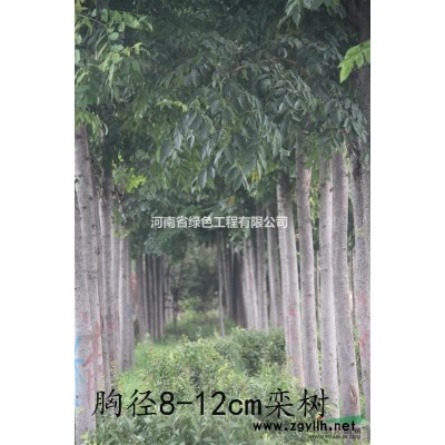 欒樹胸徑8-12cm