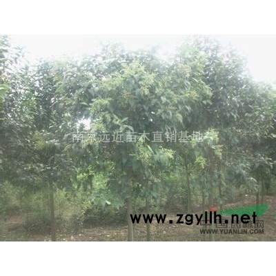 南京供應(yīng)香樟，大葉女貞，國槐，欒樹小苗