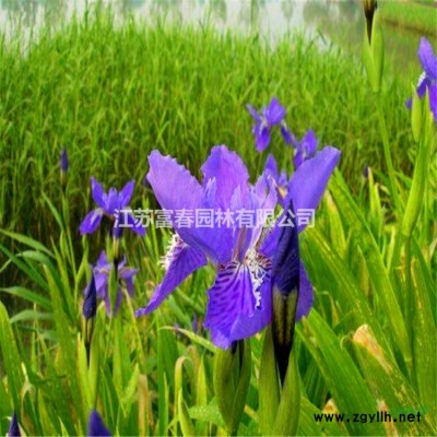 基地批發雪松 樹苗 庭院小區觀賞植物 園林觀賞綠植