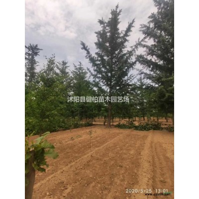 江蘇地區常年供應1-8米雪松，大小規格雪松供應基地