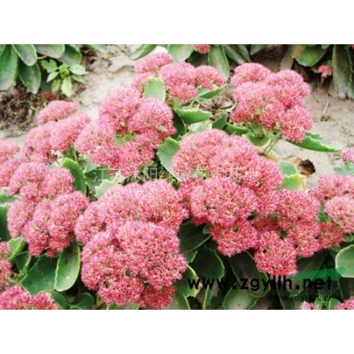 江蘇白皮松，油松，黑松，雪松苗木供應