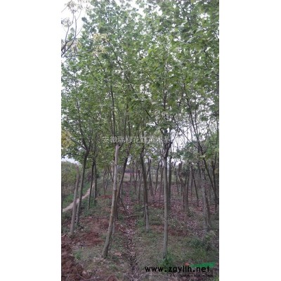 欒樹安徽瑞祥花卉苗木基地，規(guī)格*，低價(jià)銷售