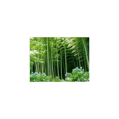 耐寒香樟、國槐、龍爪槐、紅楓、金絲柳、垂柳、水杉