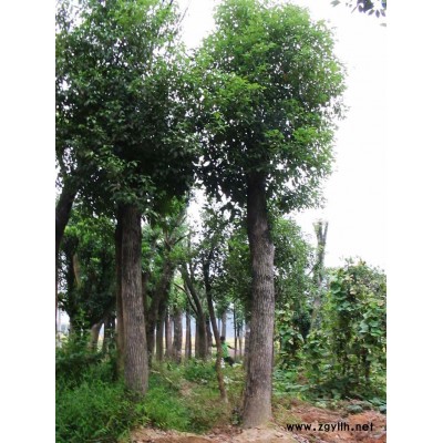 欒樹(shù)丨移植欒樹(shù)丨欒樹(shù)價(jià)格