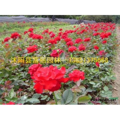 急售1-30公分櫻花，紅花木槿，雪松，法桐，紅葉李