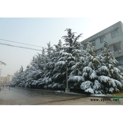 【園林綠化】煙臺(tái)雪松苗木 煙臺(tái)大雪松 煙臺(tái)大規(guī)格雪松