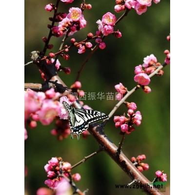 長期供應(yīng)紅葉李、南天竹、杜鵑、廣玉蘭、欒樹、合歡等苗木