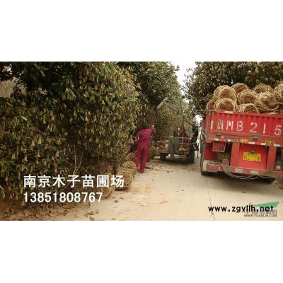 江蘇欒樹1*新報價/欒樹1圖片
