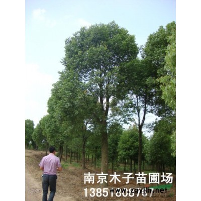雪松小苗供應(yīng)/雪松小苗圖片