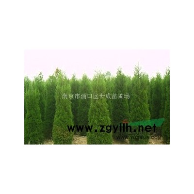 2014*新欒樹優惠價格/欒樹銷售
