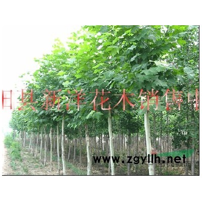 欒樹