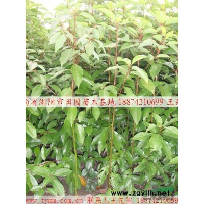 湖南大欒樹供應(yīng)/湖南大欒樹價格