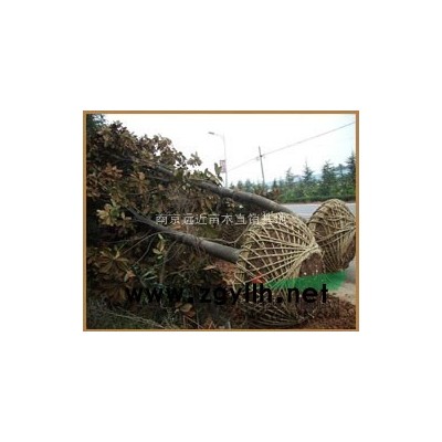 南京地區(qū)欒樹價格、優(yōu)質(zhì)欒樹價格