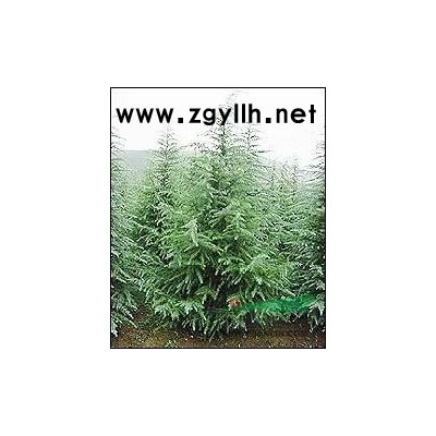 供 1-10米雪松 3-12公分廣玉蘭 蜀檜 苗木農(nóng)戶價