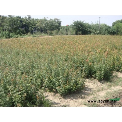 欒樹小苗2報價/江西欒樹小苗2報價