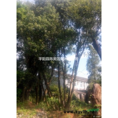 多桿香樟