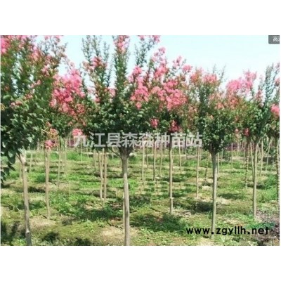 江西玉蘭小苗 白玉蘭品種規(guī)格* 廣玉蘭小苗